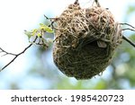 Female Weaver In Her Nest.