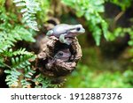 Small photo of Two Australian white tree frogs on a branch. Litoria caerulea, genus of tailless amphibians from tree frog family. wild nature. animal, amphibian closeup. soft focus