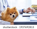 Small photo of Freelancer man, bisnessman with his friendly pomeranian spitz using laptop at remote home office. owner and loyal dog together. pet adoption. closeup