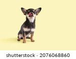 small dog, Chihuahua puppy licks its lips of delicious food with closed eyes. animal on yellow background, copy space, text
