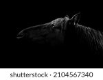 Fine Art Black Horse In Low Key ...