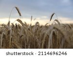 Small photo of Triticale, triticum spikes close-up with sky