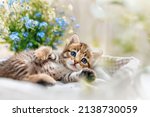 A striped kitten with wide open blue eyes lays on side between flowers