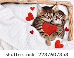 Small photo of A couple of happy kittens sleep together in a cozy basket. Kittens loving each other. Adorable cat hugs for Valentine's Day.