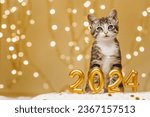 The kitten stands peacefully behind the inscription of the numbers of the upcoming new year 2024 on a light background of lights from garlands.