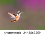 A hummingbird flies near the...