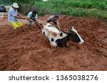 Small photo of Vila Velha, ES / Brazil - December 25, 2013: A cow get stuck in the mud after a mudslide during heavy rains.