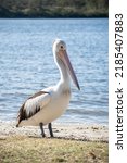 Side view of pelican standing...
