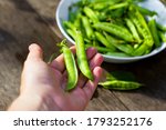 
Female hands hold pods of green peas on wooden background with copy space, vegan food and healthy organic products concept. Harvesting.