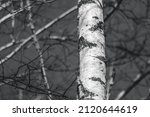 Grayscale Bare Birch Tree Trunk ...