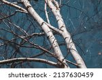 Spring Bare Birch Trees With...