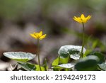 Small photo of Yellow Lesser celandine flowers close-up in spring forest. Selective focus, blurred background with vibrant greenery foliage