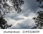 Pine trees branches dark silhouette on stormy cloudy gray sky background. Stormy weather in evergreen forest