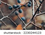 Blackthorn dark blue berries on prickly bush branches in autumn forest with blurred background. Light natural macro close-up foliage