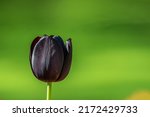 Beautiful Dark Purple Tulip ...