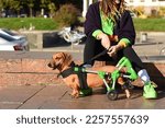 Red dachshund in a wheelchair for paralyzed hind legs with a girl owner, unrecognizable,no face. Cityscape.