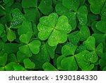 Four-leaf clover stands out against green leaves