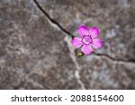 Flower Growing On The Rock ...