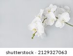 White Orchid Floral Background  ...