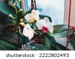 Phalaenopsis orchids blooming in winter, flowering houseplants care