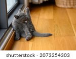 Small photo of Kitten sitting with legs elevated and licking herself clean, cute little blue British Shorthair cat sitting on a wooden floor by the window in the house.