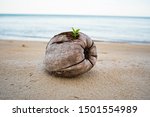  Old Coconut With Sapling Is...