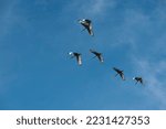 Wood Stork In Flight Above The...