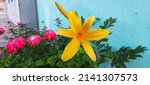 Small photo of Branch of flower Hemerocallis lilioasphodelus (Lemon Lily, Yellow Daylily) Hemerocallis flava Known also as Lemon day-lily and Custard Lil Yellow daylilies found in Brazilia Brazil