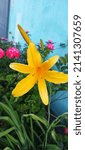 Small photo of Hemerocallis flava Known also as Lemon day-lily and Custard Lil Yellow daylilies found in Brazilia Brazil Branch of flower Hemerocallis lilioasphodelus (Lemon Lily, Yellow Daylily)