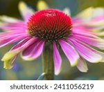 Small photo of An extraordinary variety of echinacea purpurea coneflower, Green Twister. Lime green petal tips transition to a soft pink as it reaches the brilliant orange center with a dreamy bokeh background.