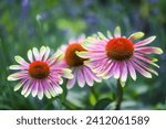 Small photo of An eye-catching twist on the beloved coneflower, Green Twister's 4" light green flowers exhibit variations of yellow edging and carmine-red centers for one impressive effect in the garden.