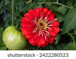 Small photo of Companion planting giant red Benary zinnia with Celebrity Tomato are a perfect combination. Zinnias deter tomato worms. They attract predatory wasps and hover flies.