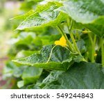 Cucumber Yellow Flower And...