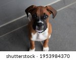 Young Pure Bred Boxer Puppy Dog ...