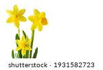 Daffodils Or Narcissus Isolated ...
