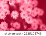 Small photo of Viva Magenta toned color fluffy flowers butterweed background close up. Fluffy flowers texture. Trendy color of year 2023 Viva Magenta.