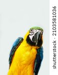 Blue And Yellow Macaw Bird...