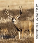 Small photo of Photos of mature mule deer bucks with very large antlers