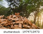 A large pile of firewood on the ...