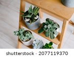 Small photo of A pair of potted plants on a wooden shelf. Succulents in concrete pots. Many indoor plants in white and gray pots stand on a wooden shelf. Echeveria Doris Taylor and Aloe variegata in gray pots.