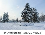 Snowy Trees In A Park On A...