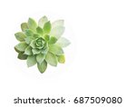 Succulent Green Flower Isolated