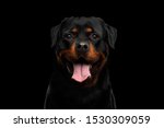 Portrait Of Rottweiler Dog...