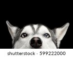 Close-up Head of peeking Siberian Husky Dog with blue eyes on Isolated Black Background, Front view