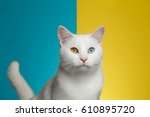 Portrait Of Pure White Cat With ...