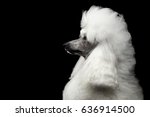 Portrait of White Royal Poodle Dog with Hairstyle Looking at side Isolated on Black Background, Profile view