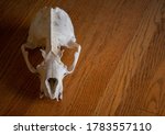 California Sea Lion Skull On A...