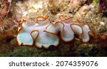 Small photo of The flatworms, flat worms, Platyhelminthes, or platyhelminths are a phylum of relatively simple bilaterian, unsegmented, soft-bodied invertebrates