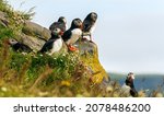 The atlantic puffin  also known ...
