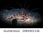Stenopus hispidus is a shrimp-like decapod crustacean belonging to the infraorder Stenopodidea. Common names include coral banded shrimp and banded cleaner shrimp